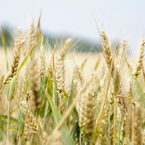 Huron County Agricultural Drone Service | Over seeding and Spraying | Michigan Huron County Agricultural Drone Service | Over seeding and Spraying | Michigan
