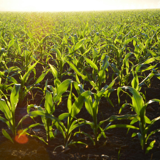 Huron County Agricultural Drone Service | Over seeding and Spraying | Michigan Huron County Agricultural Drone Service | Over seeding and Spraying | Michigan