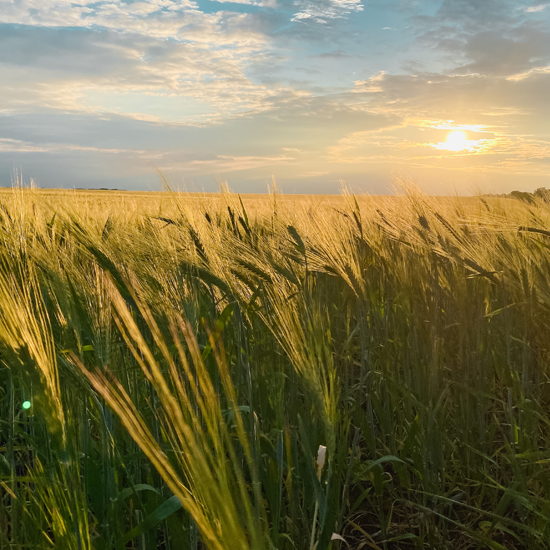 Huron County Agricultural Drone Service | Over seeding and Spraying | Michigan Huron County Agricultural Drone Service | Over seeding and Spraying | Michigan